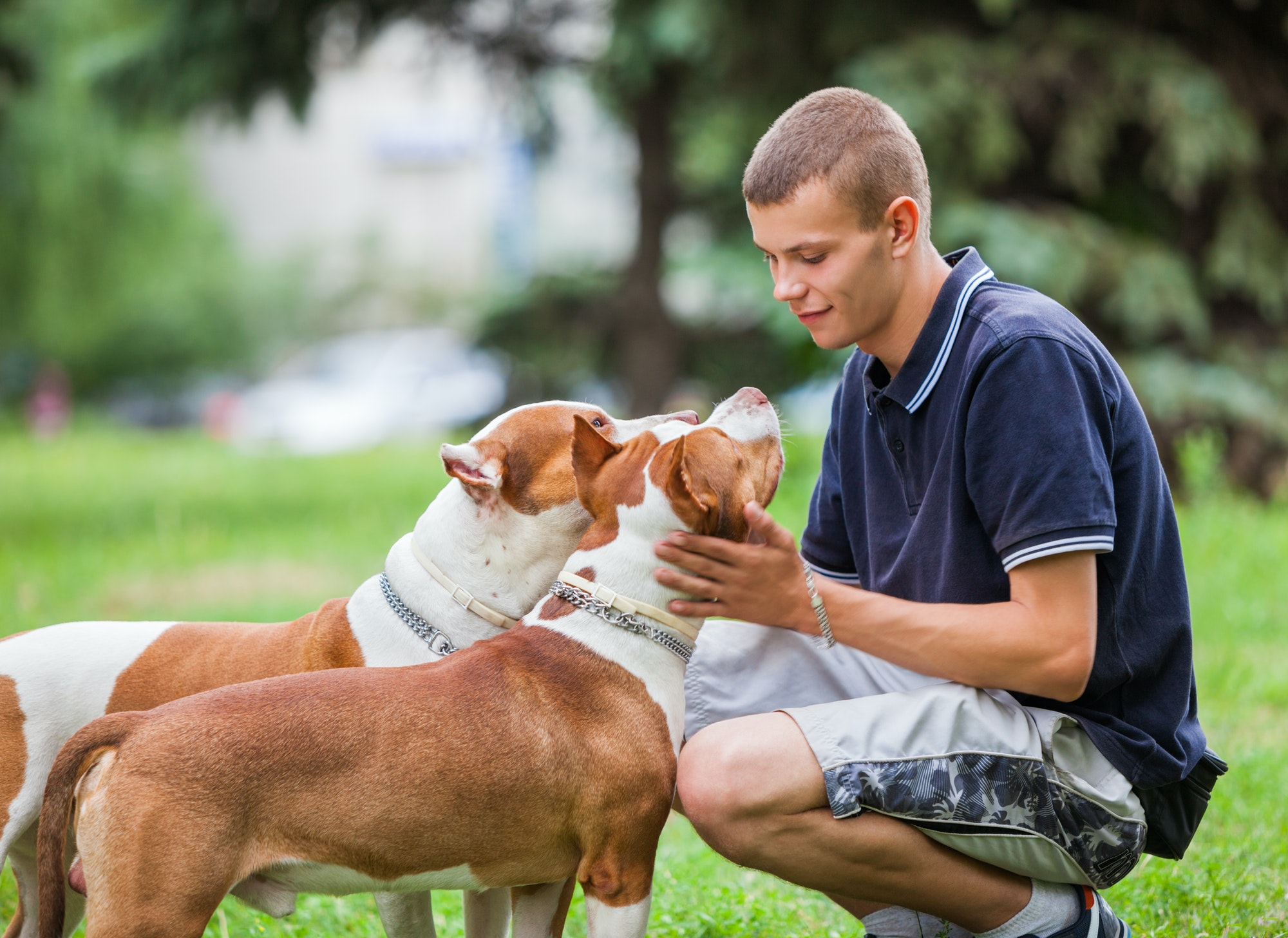 Loving owner petting adorable dogs