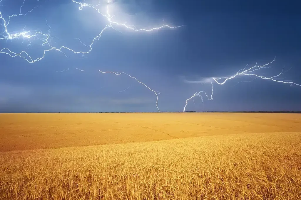 meadow-of-wheat-harvest-and-rainy-weather