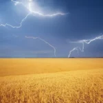meadow-of-wheat-harvest-and-rainy-weather